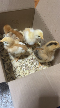 Baby chicks - all 4 together