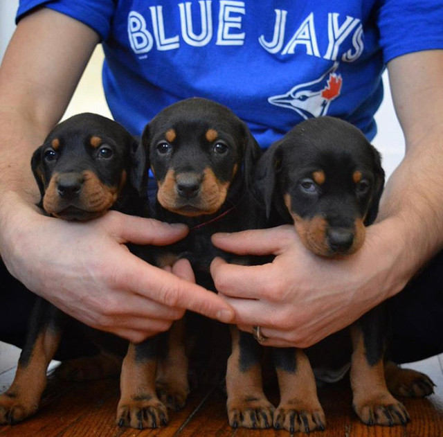 CKC REGISTERED Doberman Pinscher Puppies! | Dogs & Puppies for