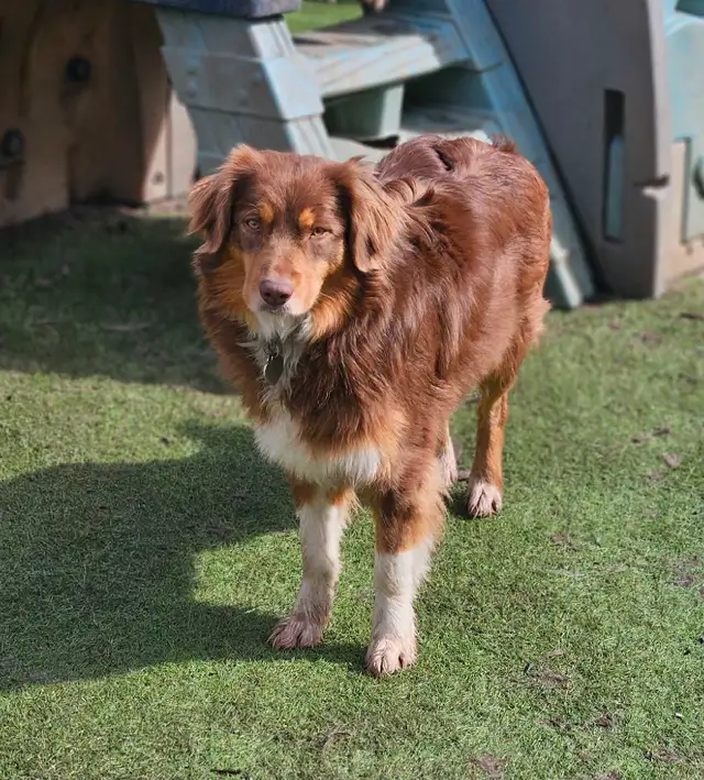 ^^Berger Australien^^ pure race in Dogs & Puppies for Rehoming in Lanaudière - Image 8