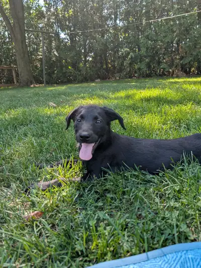 Lab/Bordercollie cross Puppies, View more