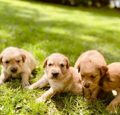 Bailey is due to have another litter of puppies on June23! We have started a wait list and you could...