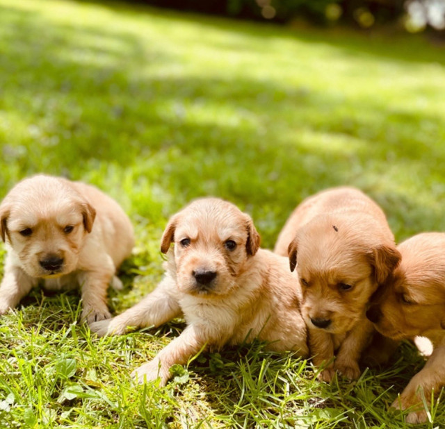 Purebred Golden Retriever puppies in Dogs & Puppies for Rehoming in Hamilton - Image 2