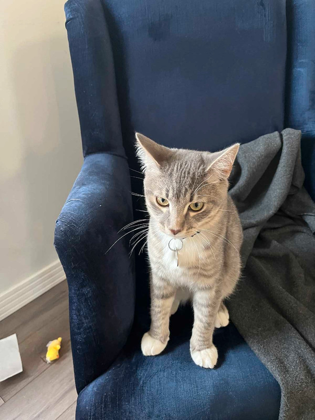 Missing Kitten in Lost & Found in Calgary