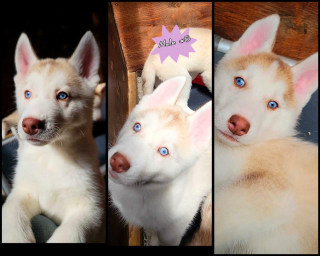 CKC Registered Purebred Siberian Husky Puppies  in Dogs & Puppies for Rehoming in Hamilton - Image 2
