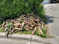 Free Firewood for pick up Bayview/Cummer