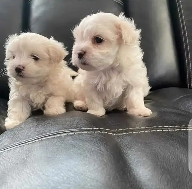 Cute Little Miniature Maltipoo Puppies - LAST ONE! in Dogs & Puppies for Rehoming in City of Toronto - Image 5