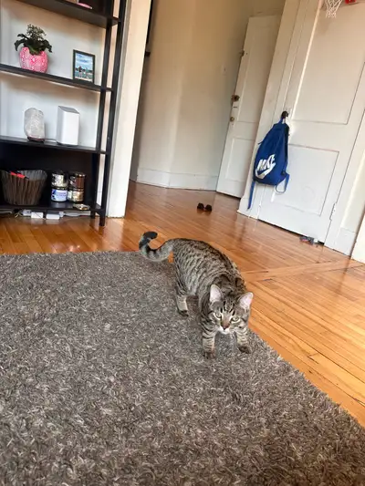6 months Bengal X Super loving comes with litter box and self feeders