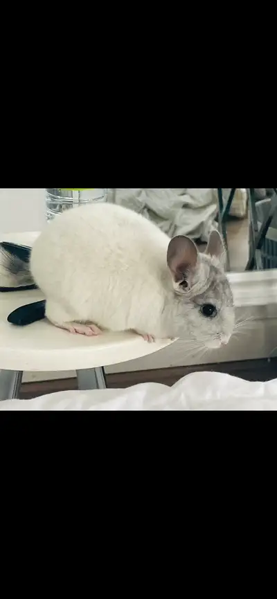 chinchilla Blanc Male , View more
