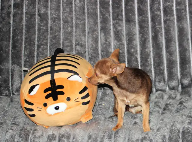 Chihuahua❤️Mâle mini❤️Protection100%.GarantieTop Qualité★★★ in Dogs & Puppies for Rehoming in Laval / North Shore - Image 5