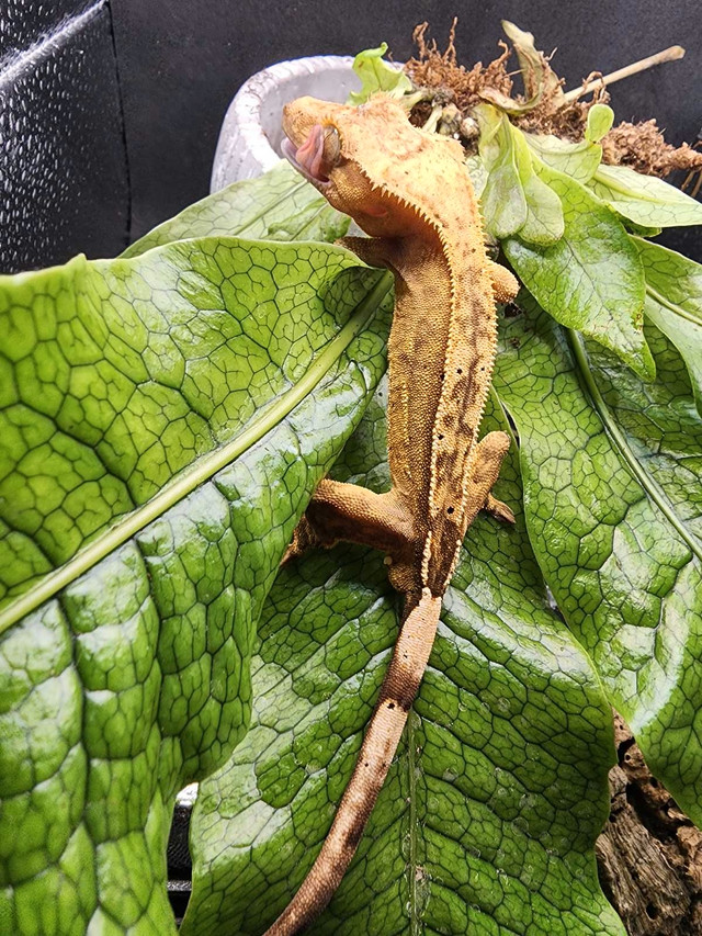 Male Crested gecko in Reptiles & Amphibians for Rehoming in Nanaimo - Image 2