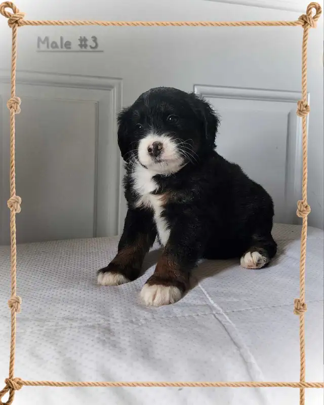 Bernedoodle F1b mini Tri coloured  in Dogs & Puppies for Rehoming in Kitchener / Waterloo - Image 5