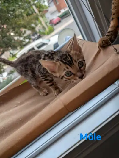 Magnifique bengal a vendre prêt a partir le 9 juillet pour tout autre information juste a m'écrire