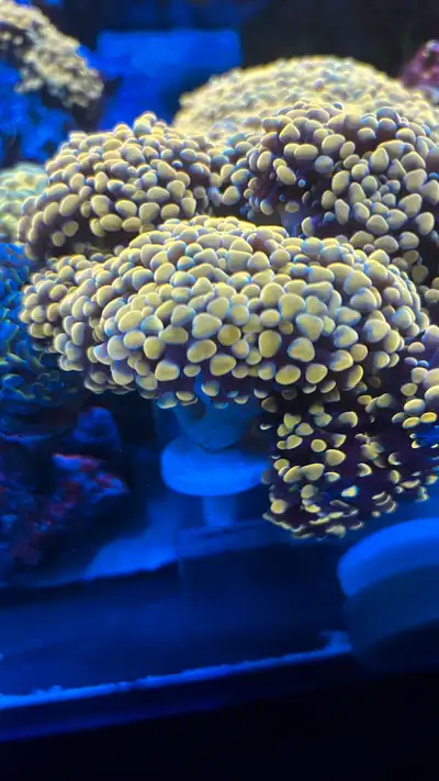 Super sales Golden Hammer Coral Colony, View more