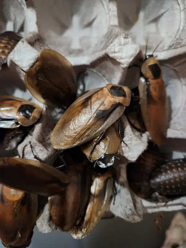 Discoid Roaches - Reptile and Poultry Feeders in Reptiles & Amphibians for Rehoming in Moncton - Image 7