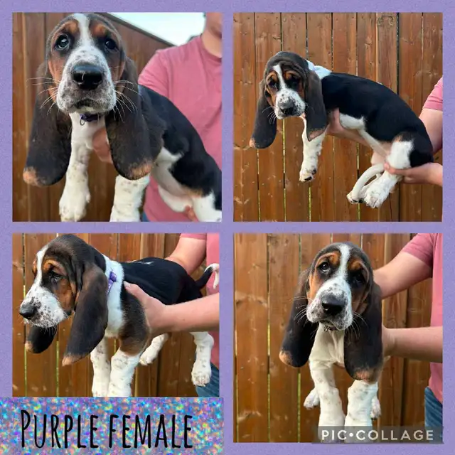 Only 2 Basset Babies Left! in Dogs & Puppies for Rehoming in Stratford - Image 4