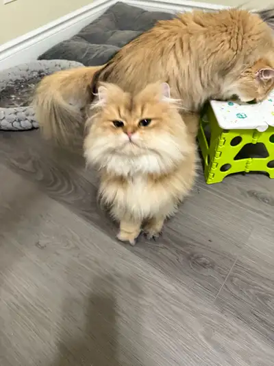 British Longhair cat, View more