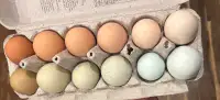 Barred Rock and OE/EE Hatching Eggs 