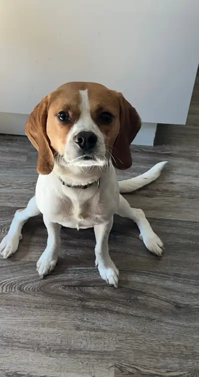 3 yr old Beagle for Rehome, View more