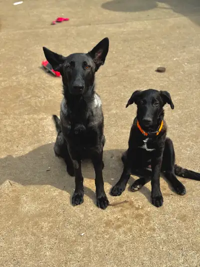 Shepherd Mix Puppy – Ready Now, View more