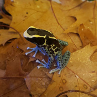 Male Tinctorius Powder Blue 