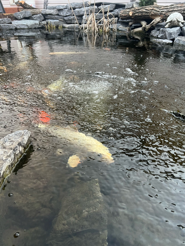 WANTED koi in Fish for Rehoming in Kingston