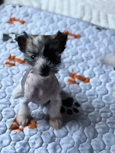 Chinese Crested Puppies CKC, View more