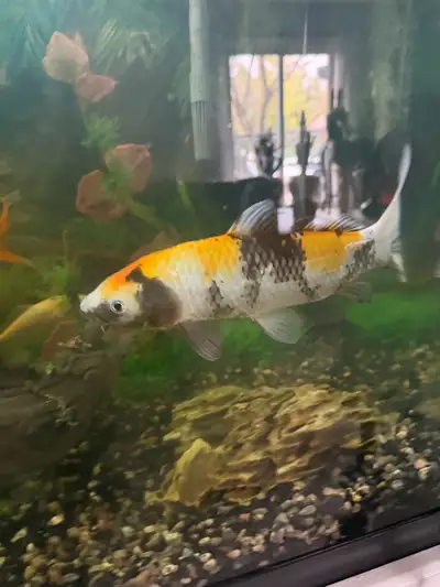 Beautiful koi , View more