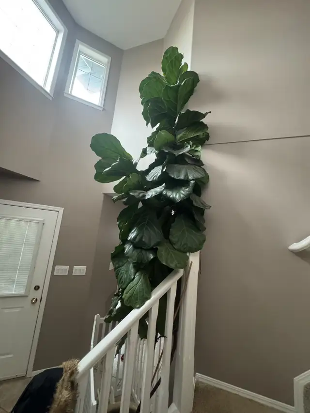 Indoor Plant for sale- Fiddle-Leaf Fig in Home Décor & Accents in Edmonton - Image 5