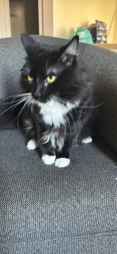 Tuxedo ragamuffin cat for sale, View more