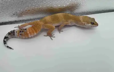 blood emerine tangerine tornado leoprd gecko, View more