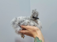 Unsexed chicks and pullets available at Back to Nature Acres