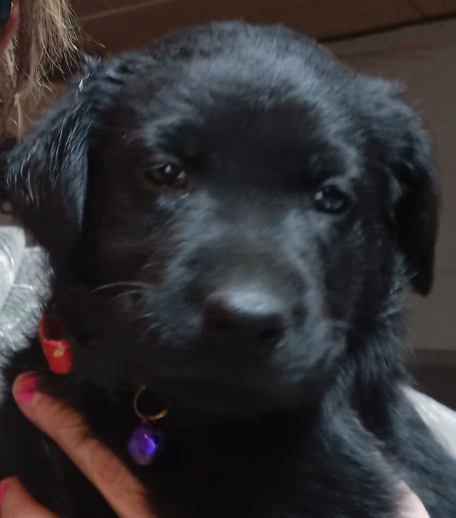 Black lab collie mix  in Animal & Pet Services in Kingston