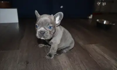 French Bulldog puppies for sale (blue / fawn /brinde), View more