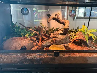 Ball python. About three years old. Sex unknown. Comes with tank, lights and stand. Has a living cle...