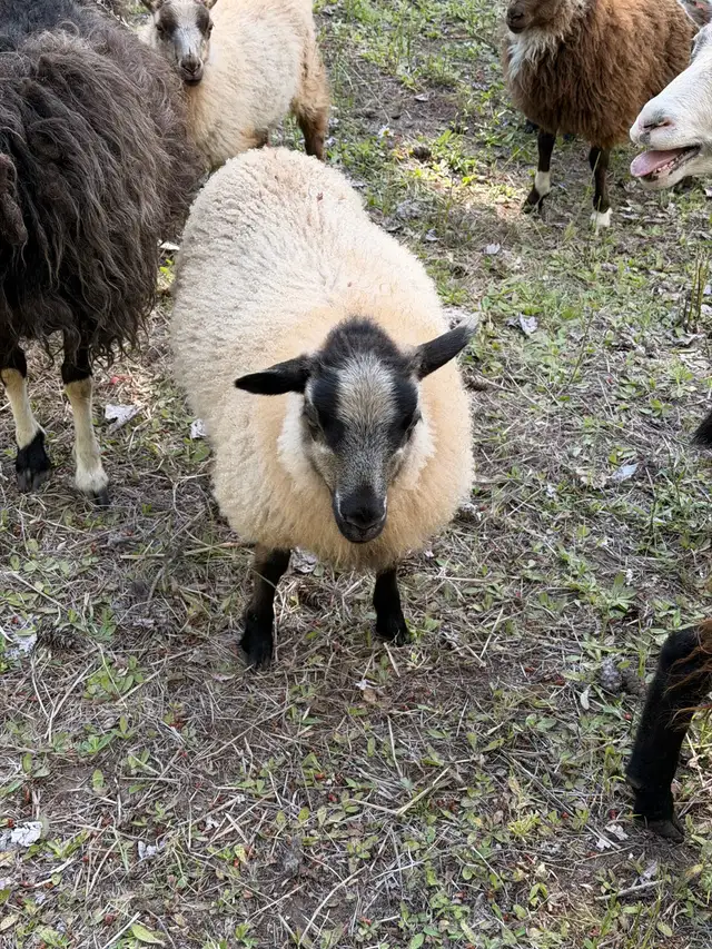Icelandic lambs in Livestock in Vernon - Image 9