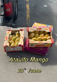 The newly arrived mangoes  
