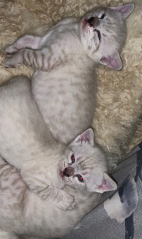 Snow Savannah Kittens 