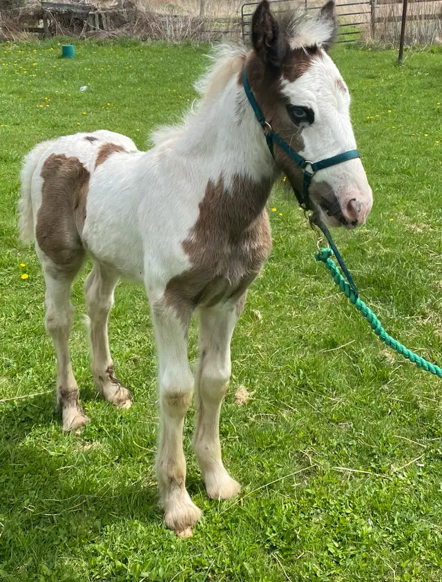 Gypsy Vanner Colt in Horses & Ponies for Rehoming in Oshawa / Durham Region - Image 6