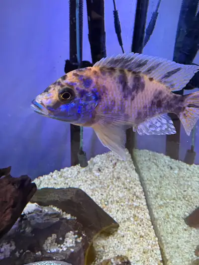 African cichlid sale fish, View more