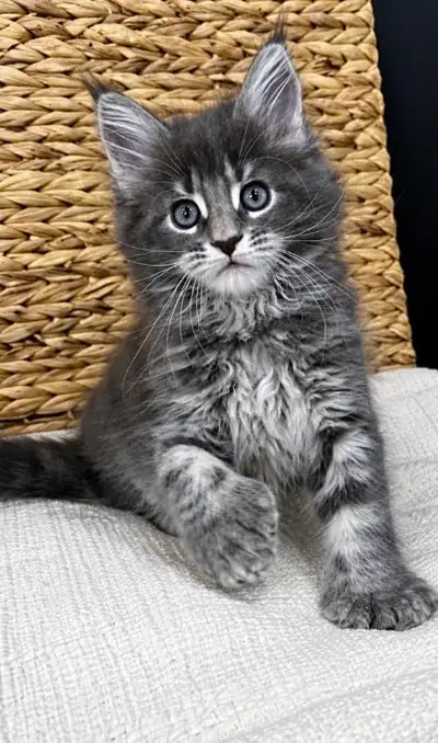 beautiful Maine coon kittens, View more
