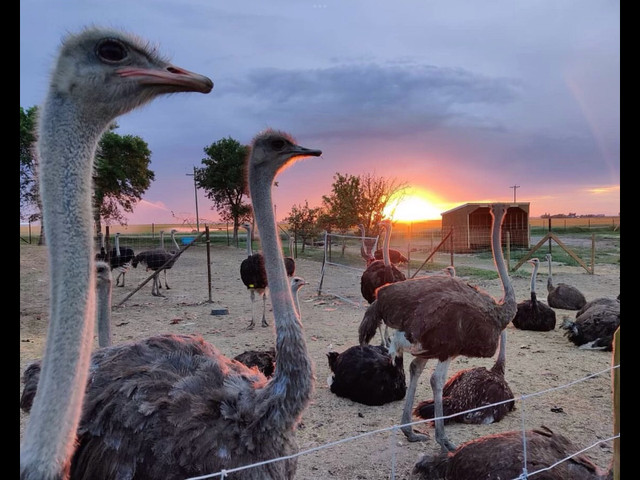 Ostrich breeders for sale in Birds for Rehoming in Kelowna