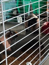 Free to good home: 2 bonded skinny pigs male approx 2 years old