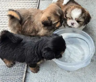 Ready to go Full Shih tzu  NO Deposit required, View more