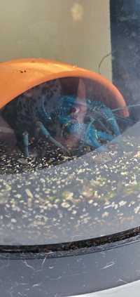 Electric blue crayfish