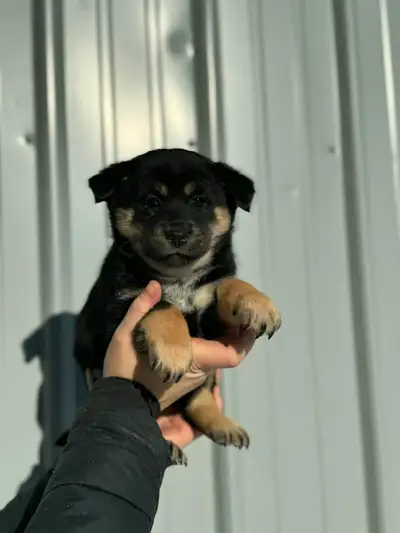 chiots shiba inu x berger australien miniature, View more