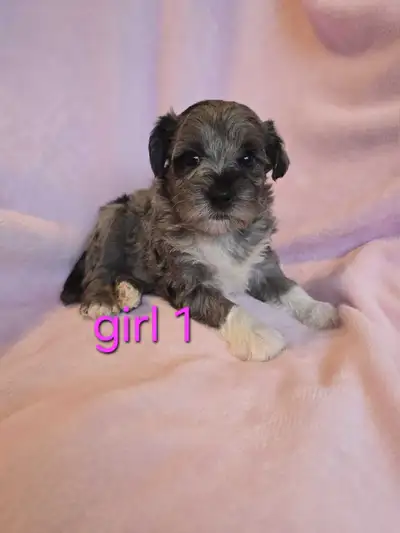 Schnoodles, View more