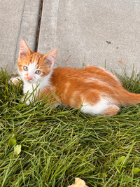 Cute and cuddly male kitten
