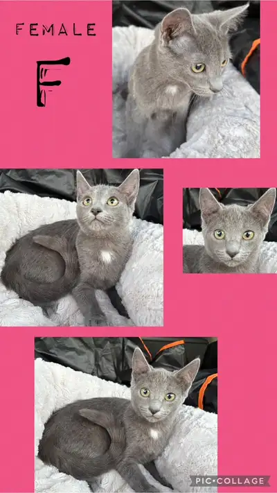 the BEST way to reach out and reserve a kitten is through TEXT MESSAGE, but ONLY AFTER READING THE E...