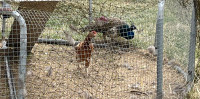 Peacock, Male 