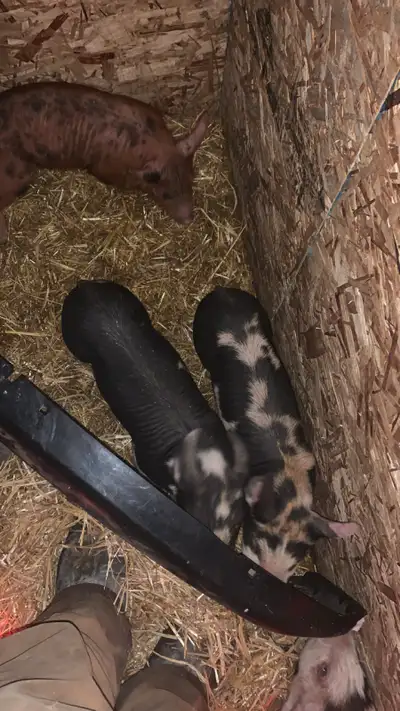 Berkshire x landrace piglets , View more